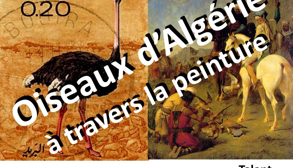 Oiseaux d’Algérie Oiseaux d’Algérie